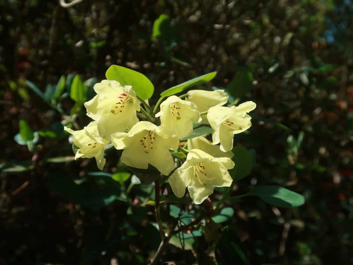 R. wardii